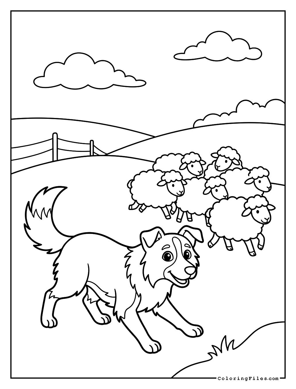 Border Collie Herding Sheep