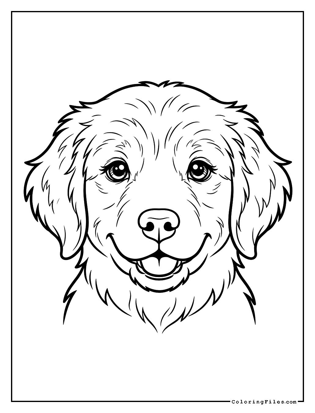 Golden Retriever Puppy