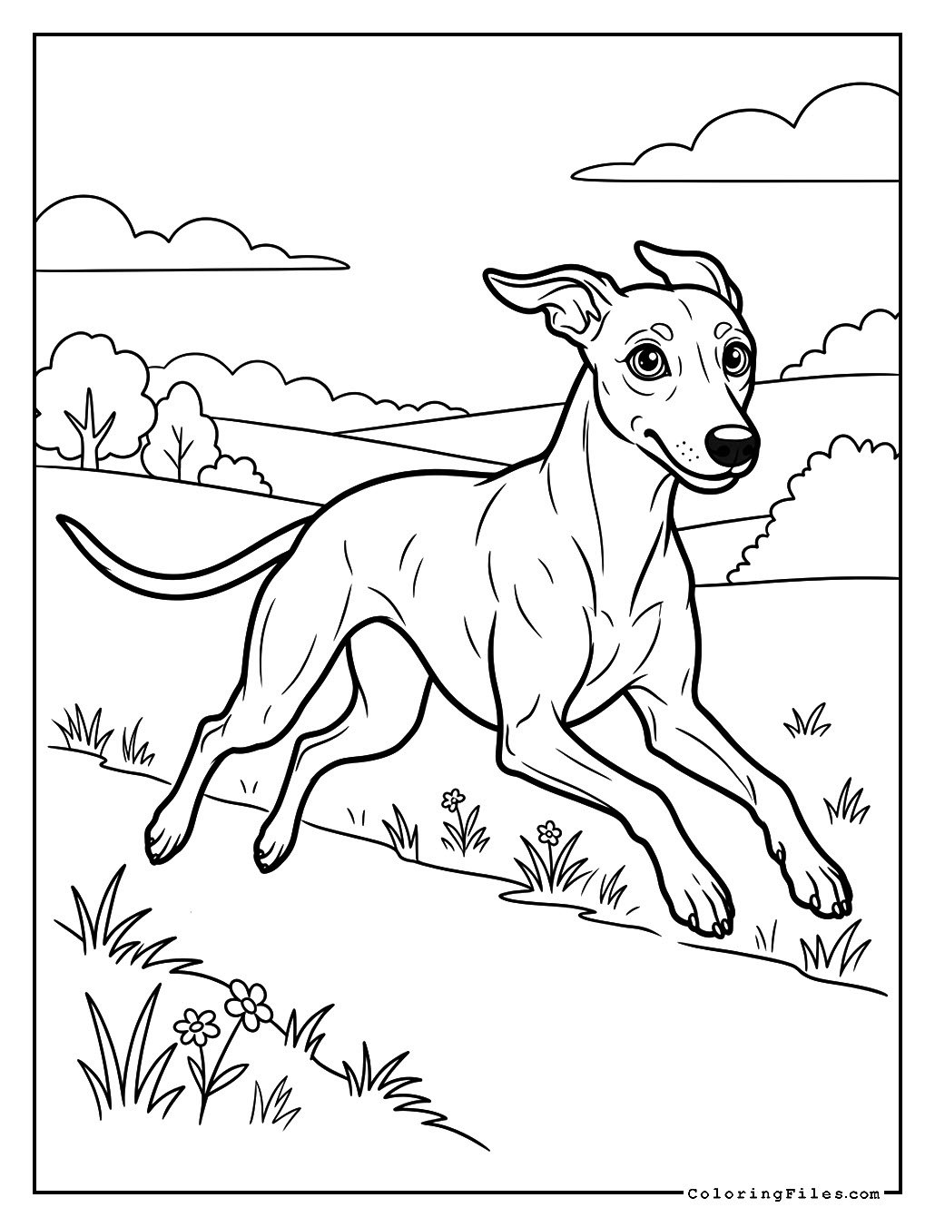 Greyhound Running at Top Speed