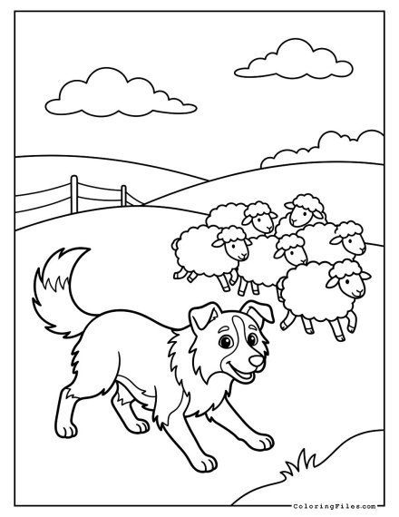 Border Collie Herding Sheep