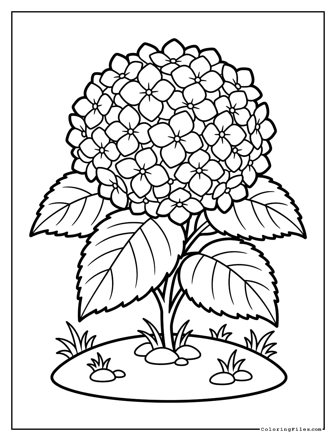 Mophead Pink Hydrangea - Flower Coloring Pages (Free PDFs)