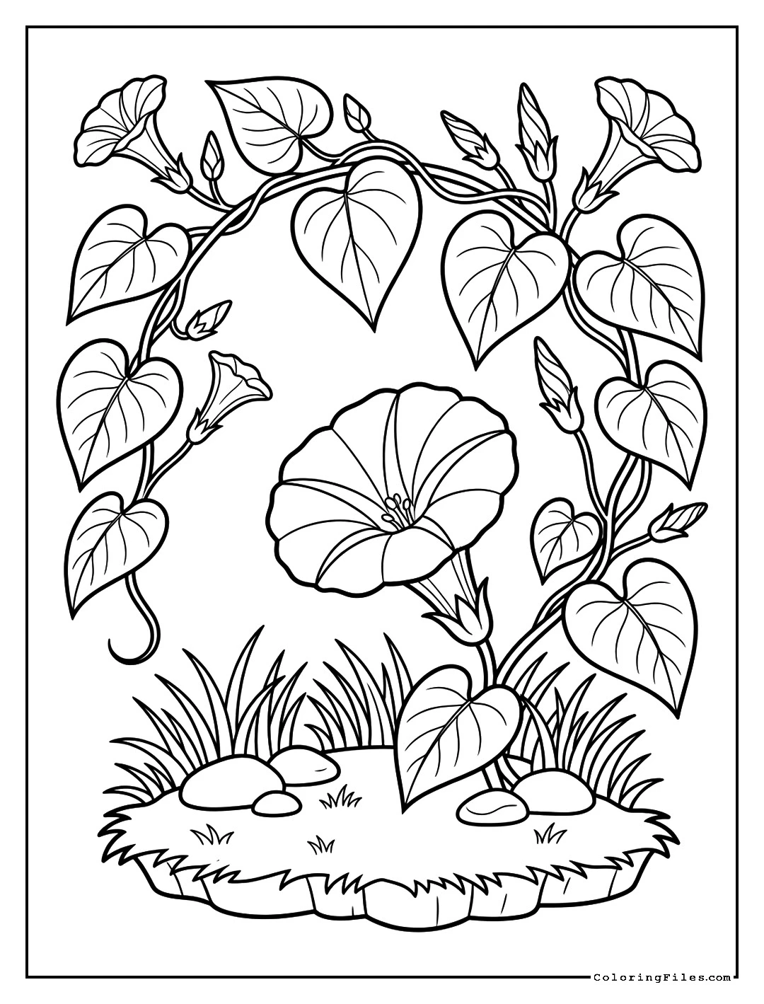 Morning Glory Vines - Flower Coloring Pages (Free PDFs)